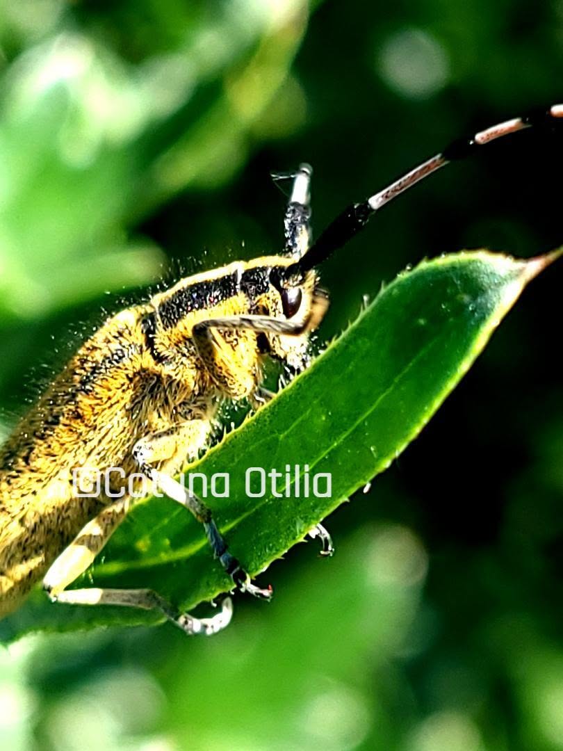 Agapanthia dahli pe Cirsium arvense plantă gazdă