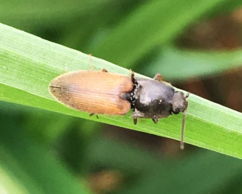 Agriotes featured