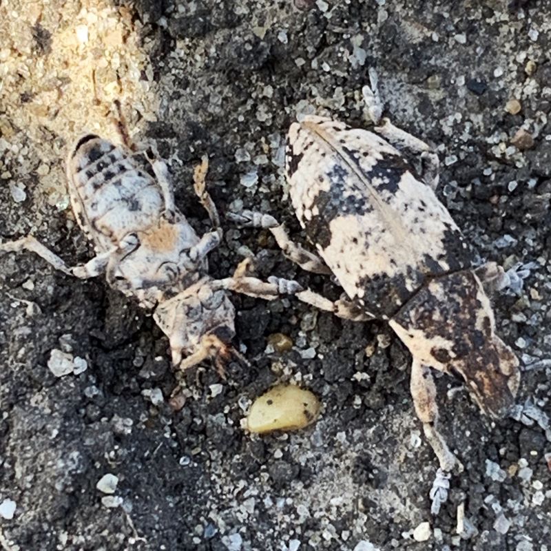 Tanymecus small