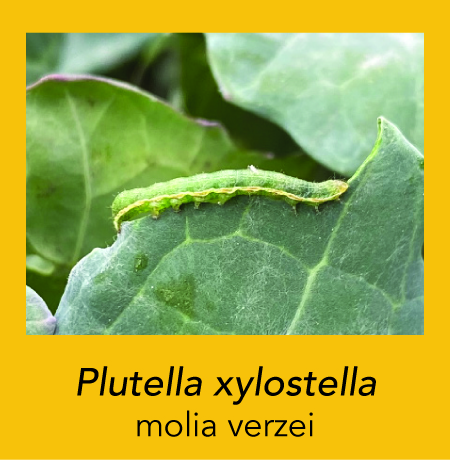 prot pl 274 fmc 1
