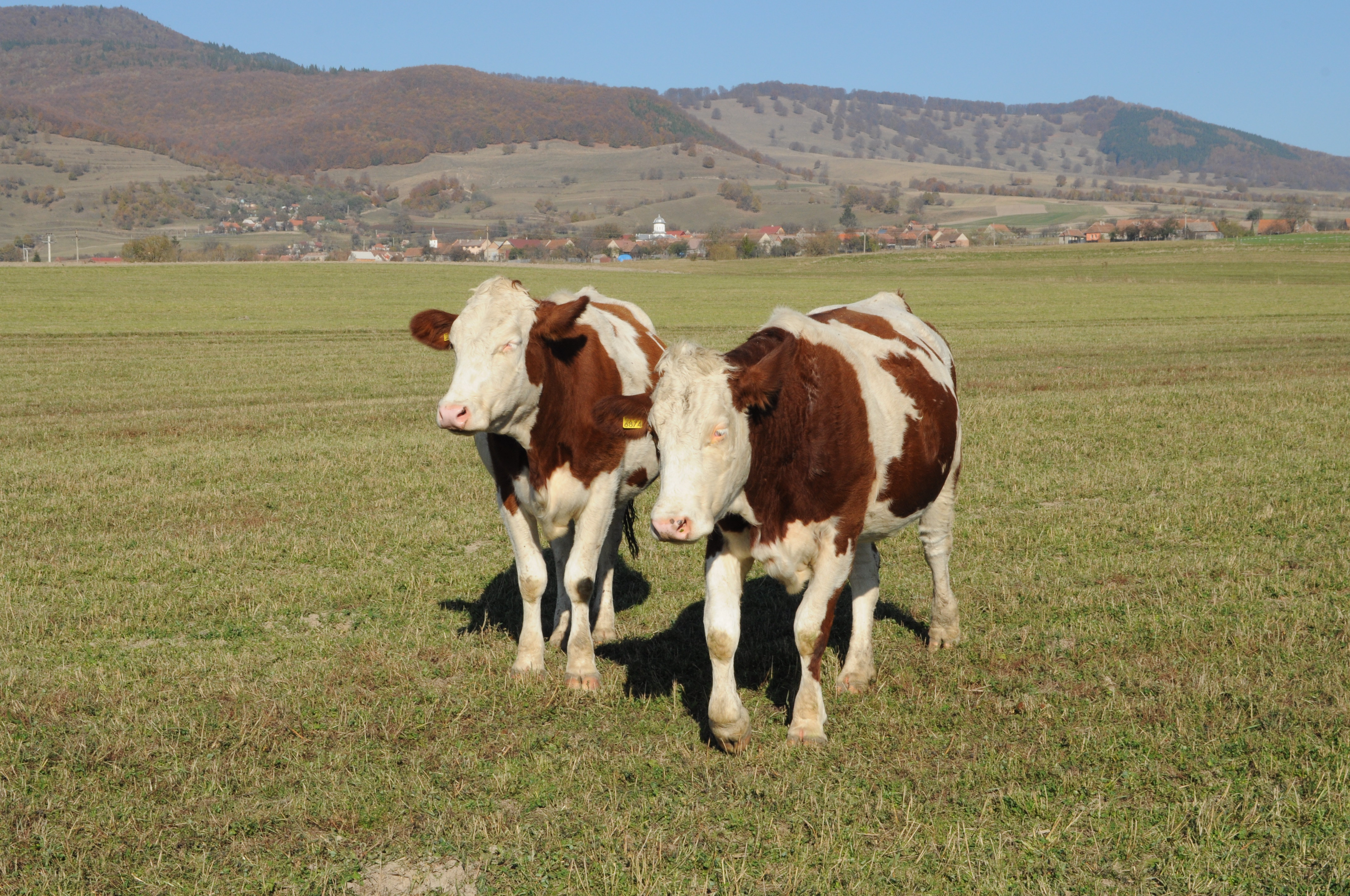 vaci pascut bixad covasna24 65