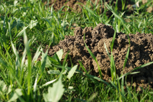 Fermierii în fața unor decizii grele. Cum vor aborda anul agricol 2022-2023?