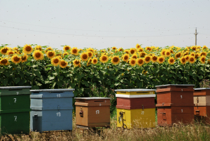 Criza neonicotinoidelor distruge agricultura și procesarea în România