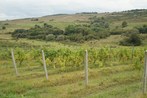Stima. Lipsa acesteia. Frica de noi înșine