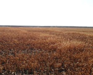 Asigurările agricole, o plasă de siguranță pentru fermieri